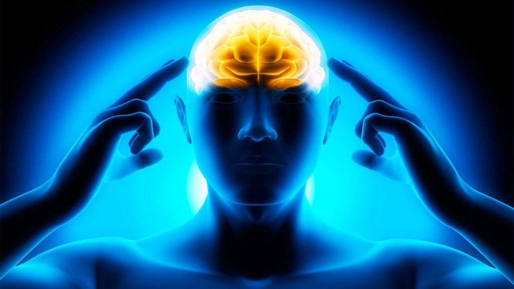 Human brain under the effects of Phenylpiracetam