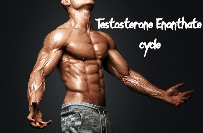 Testosterone Enanthate cycle