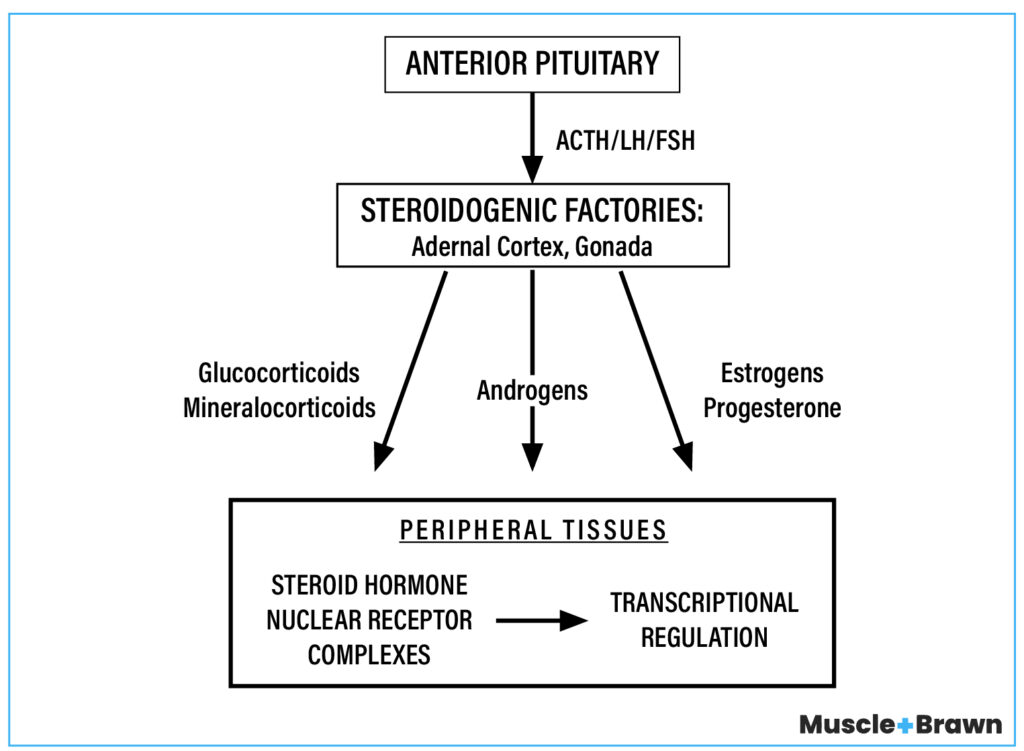 Peptides for low testosterone
