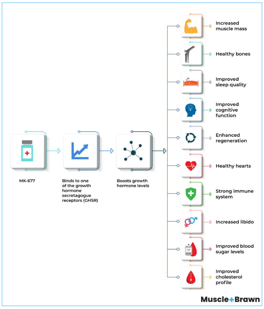 Can MK677 Make You Taller? Doses And Real Results