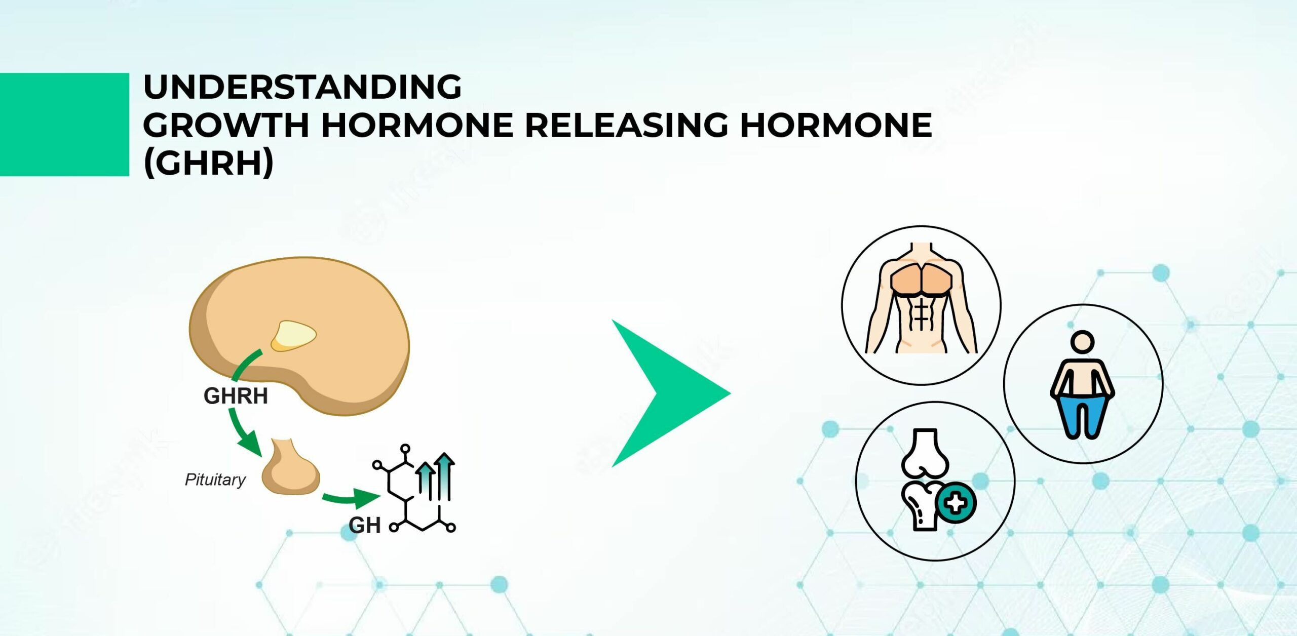 Understanding Growth Hormone Releasing Hormone