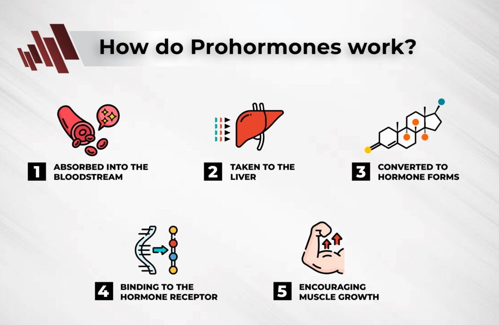 What are prohormones and how do they work?