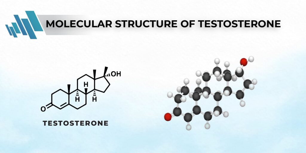 molecular structure of testosterone