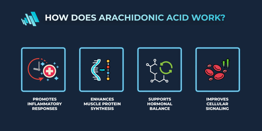 How does arachidonic acid supplement work