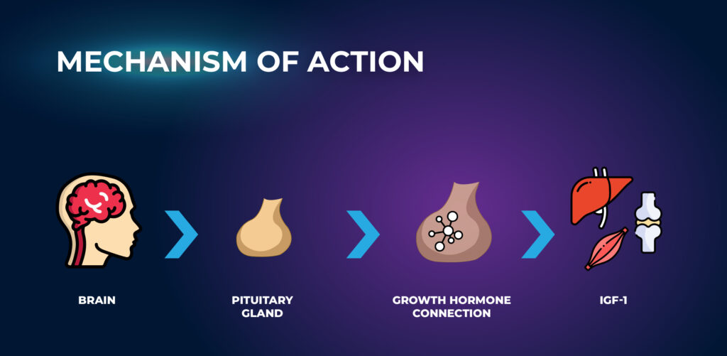 Mechanism of Action - CJC-1295 with DAC