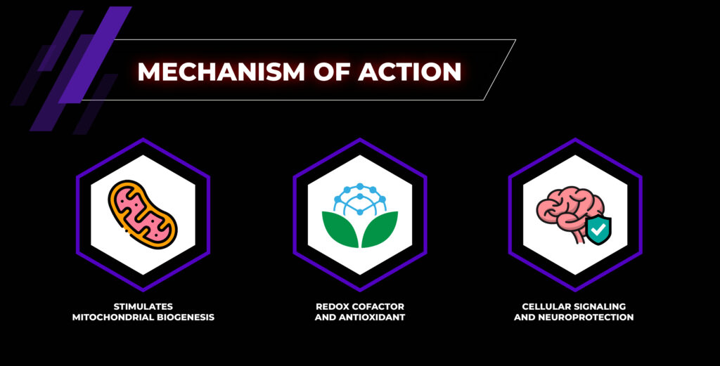 กลไกการทำงาน - PQQ disodium Salt 