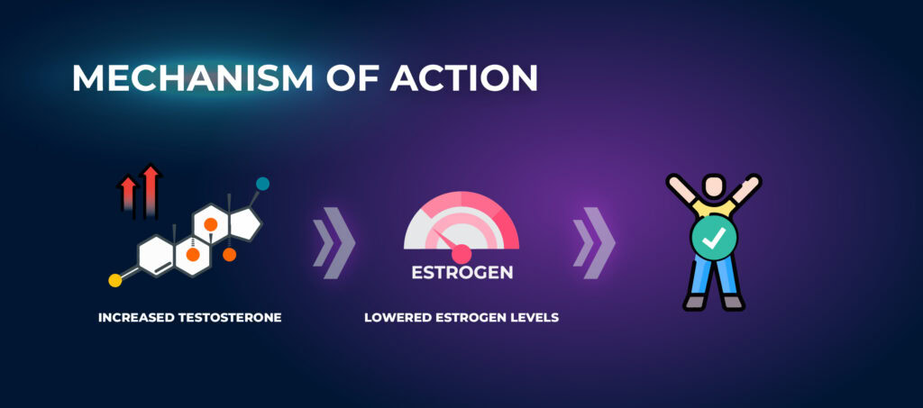 กลไกการทำงาน - อนาสโตรโซลสำหรับผู้ชาย