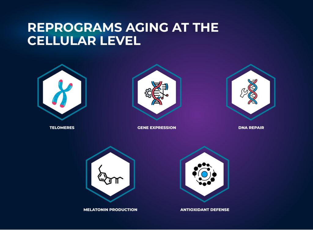 เอ็น-อะเซทิล อีพิทาลอน อะไมเดต