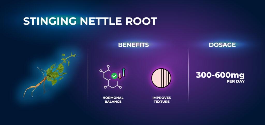 รากต้นปอ