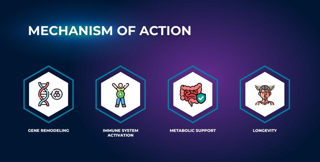 กลไกการทำงาน - vilon