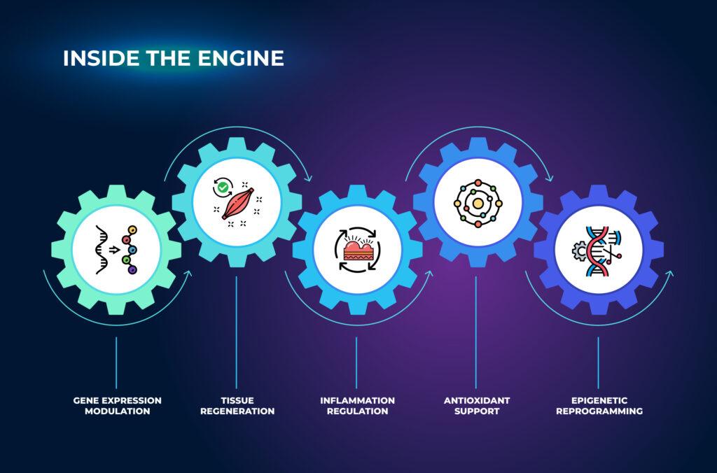 엔진 내부 - 촌루텐