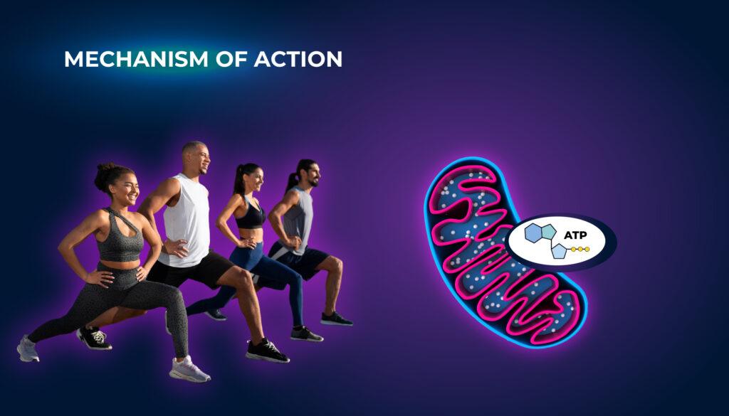 กลไกการทำงาน - bemethyl