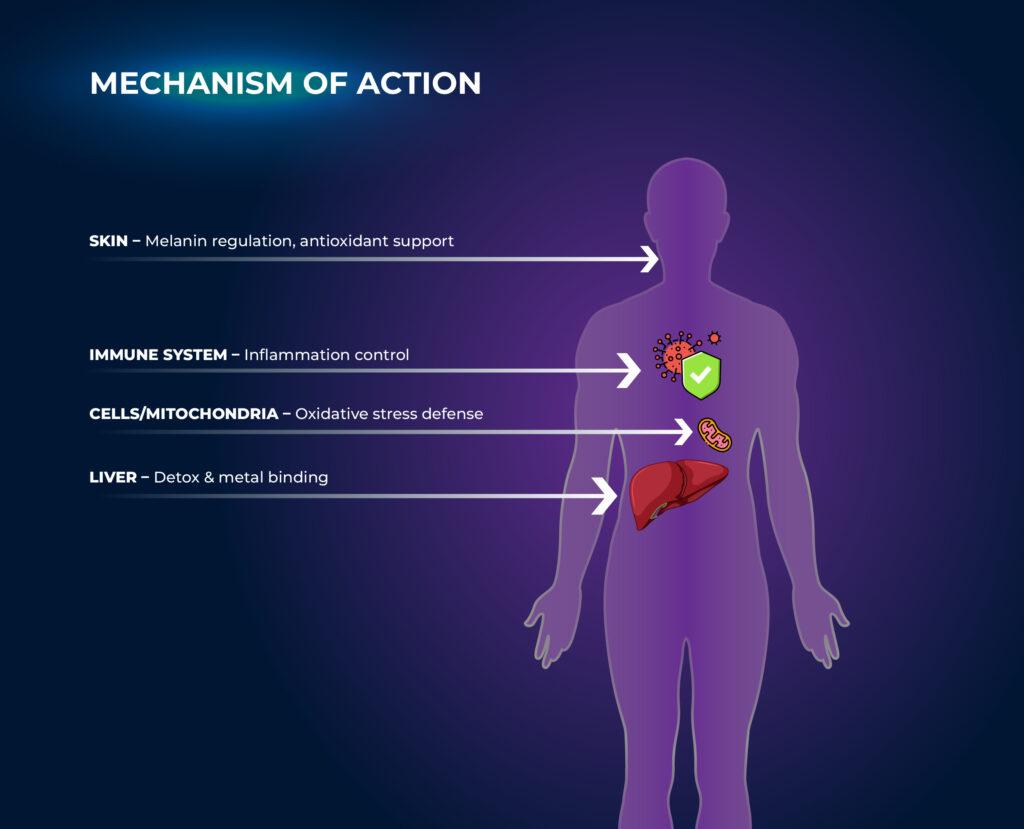 กลไกการทำงาน - การฉีดกลูตาไธโอน