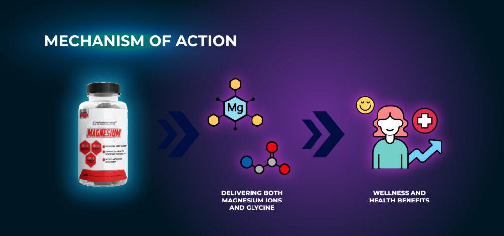 작용 메커니즘 - 마그네슘 글리시네이트