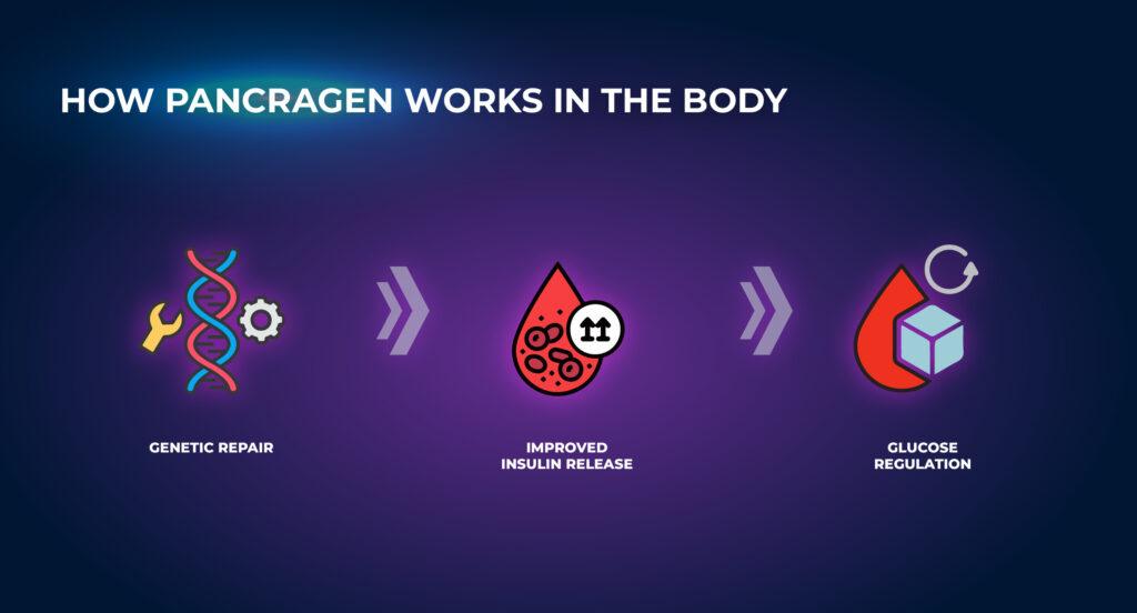 Pancragen은 몸에서 어떻게 작용할까?