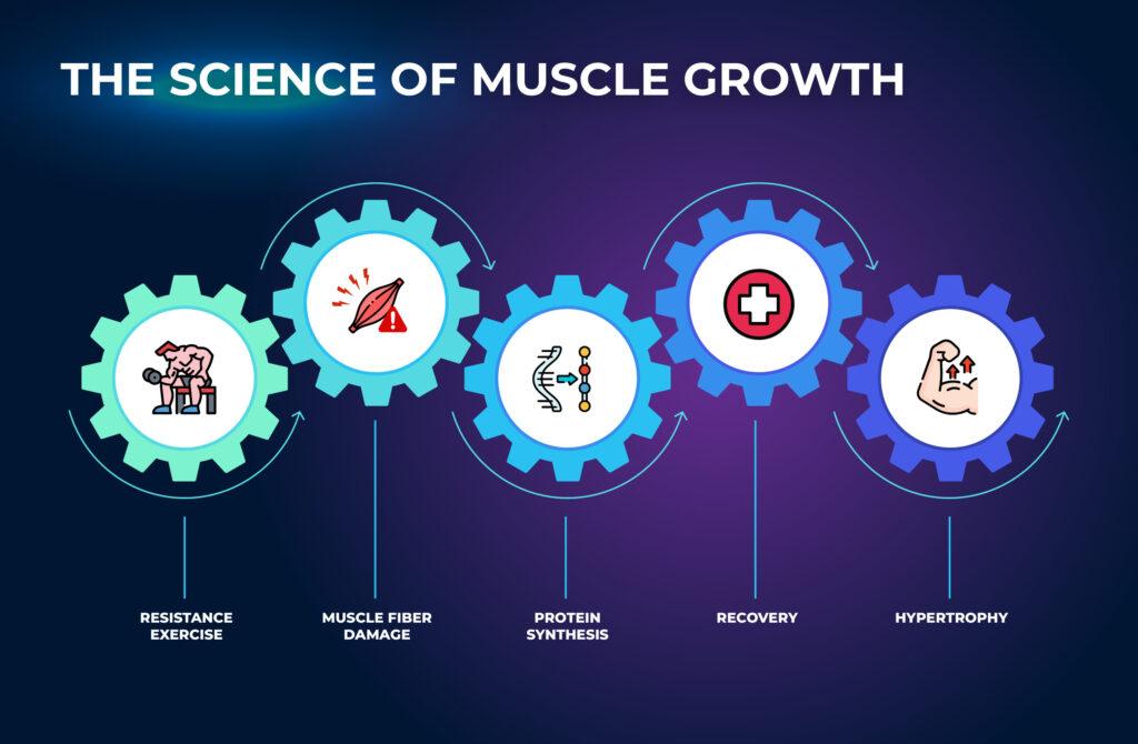 Science of Muscle Growth