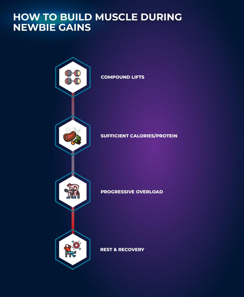 how to build muscle - Newbie Gains
