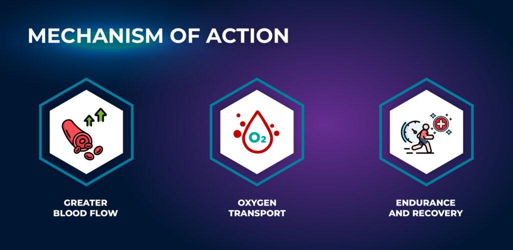Mechanism of Action - Tadalafil Muscle Growth