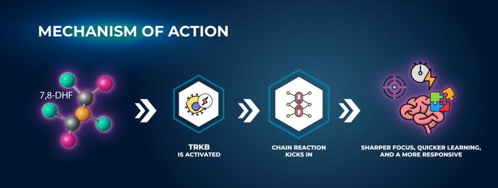Dihydroxyflavone - Mechanism of Action