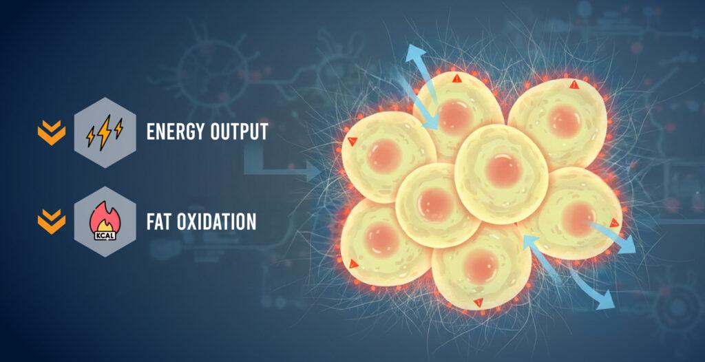 The Best Pre-Workout for Weight Loss