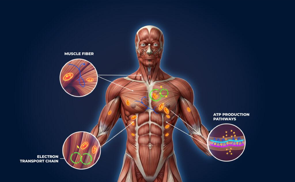 bemethyl in performance enhancement