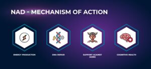 NAD - Mechanism of Action